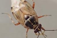 Deraeocoris punctulatus