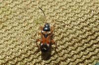 Raglius alboacuminatus