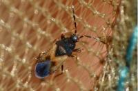 Tropistethus holosericus