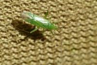 Blepharidopterus angulatus