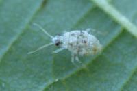 Deraeocoris lutescens