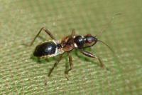 Himacerus mirmicoides