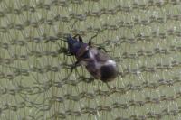 Oxycarenus modestus