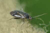Plagiognathus arbustorum