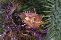 Carpocoris purpureipennis