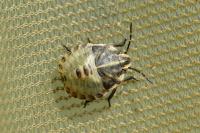 Graphosoma italicum italicum