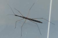 Hydrometra stagnorum
