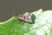 Oxycarenus modestus