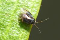 Hypseloecus visci