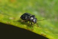 Hypseloecus visci