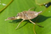 Nepa cinerea