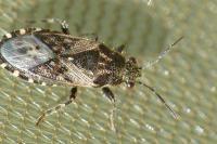 Heterogaster urticae