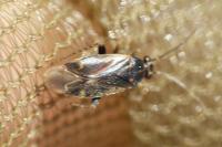 Monosynamma bohemanni
