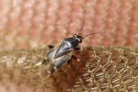 Monosynamma bohemanni