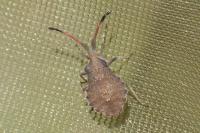 Enoplops scapha
