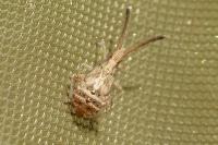 Coriomeris