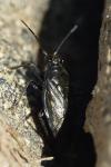 Macrosaldula scotica