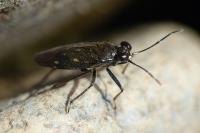 Macrosaldula scotica