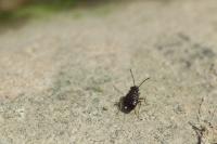 Macrosaldula scotica