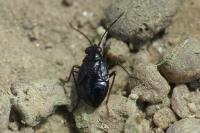 Macrosaldula scotica