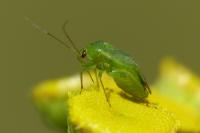 Apolygus spinolae