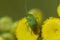 Apolygus spinolae