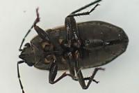 Trapezonotus arenarius arenarius