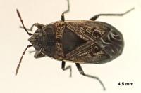 Trapezonotus arenarius arenarius
