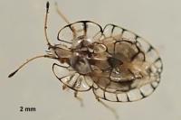 Galeatus maculatus