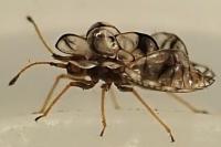 Galeatus maculatus