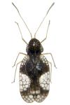 Stephanitis takeyai