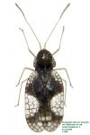 Stephanitis takeyai