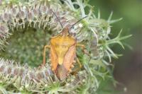 Carpocoris purpureipennis