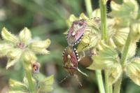 Dolycoris baccarum