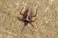 Pentatoma rufipes