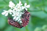 Graphosoma italicum italicum