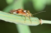 Lygus pratensis