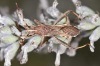 Camptopus lateralis