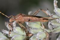 Camptopus lateralis