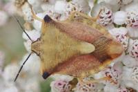 Carpocoris fuscispinus