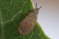 Aradus cinnamomeus