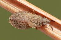 Aradus cinnamomeus