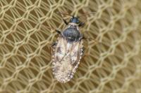 Dictyla echii