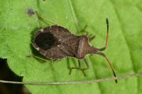 Enoplops scapha
