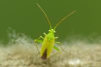 Eurycolpus flaveolus
