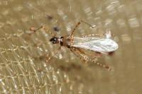 Gampsocoris punctipes punctipes