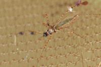 Gampsocoris punctipes punctipes