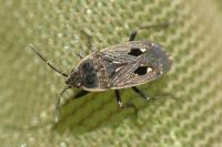 Graptopeltus lynceus