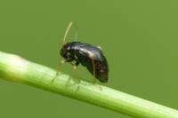 Halticus apterus
