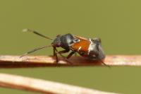 Pilophorus cinnamopterus
